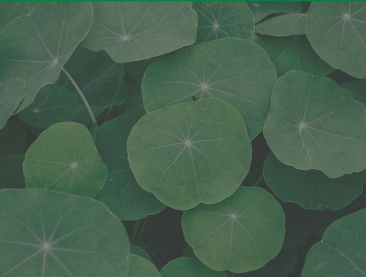 Phyto Relieful CICA PHA LHA Boosting Toner